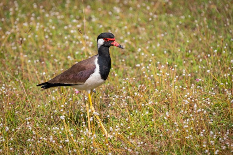 018 Wilpattu NP, indische kievit.jpg